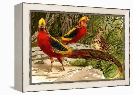 Pheasants-F.W. Kuhnert-Framed Stretched Canvas