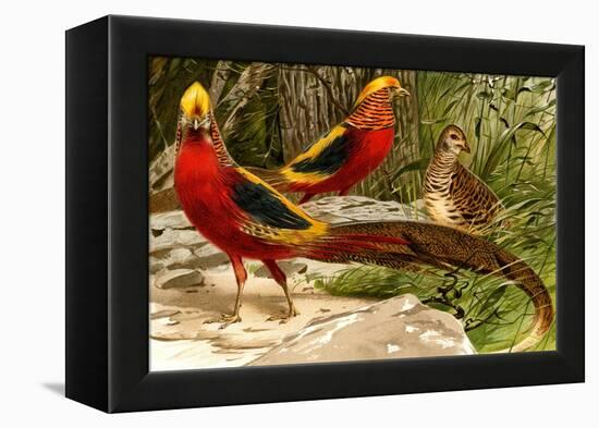 Pheasants-F.W. Kuhnert-Framed Stretched Canvas