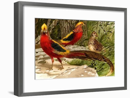 Pheasants-F.W. Kuhnert-Framed Art Print
