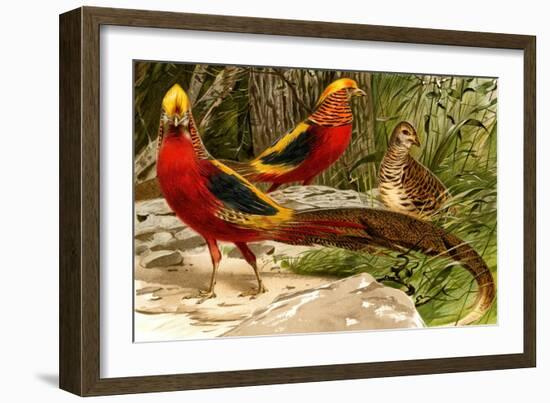 Pheasants-F.W. Kuhnert-Framed Art Print