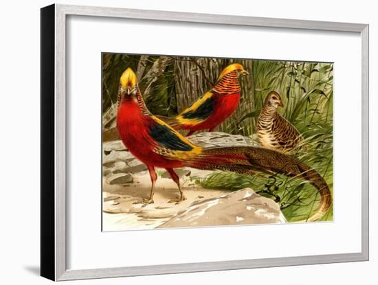 Pheasants-F.W. Kuhnert-Framed Art Print