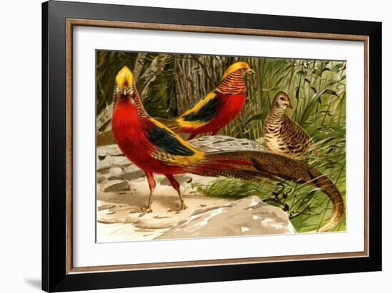 Pheasants-F.W. Kuhnert-Framed Art Print