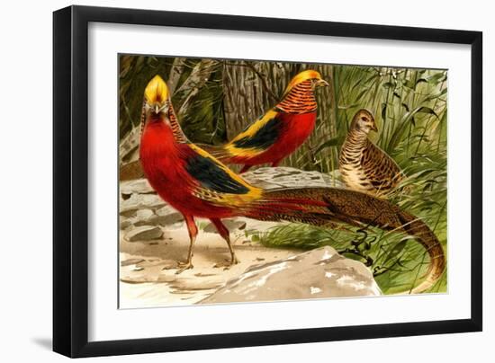 Pheasants-F.W. Kuhnert-Framed Art Print