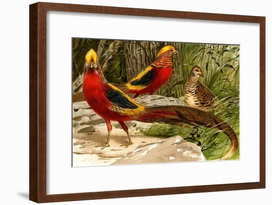 Pheasants-F.W. Kuhnert-Framed Art Print