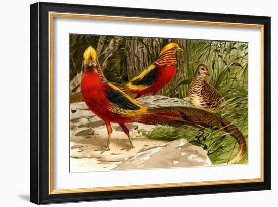 Pheasants-F.W. Kuhnert-Framed Art Print