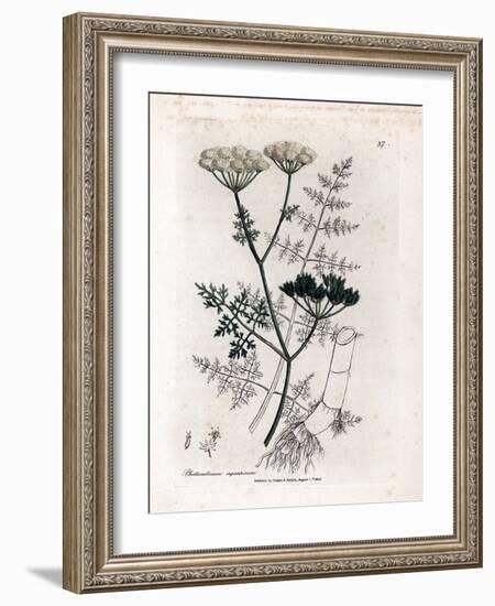 Phellandrium Aquatium - Fine-Leaved Water Hemlock, Phellandrium Aquatium. Handcoloured Copperplate-James Sowerby-Framed Giclee Print