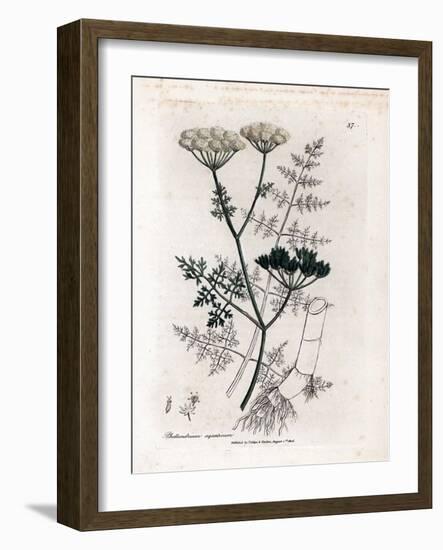 Phellandrium Aquatium - Fine-Leaved Water Hemlock, Phellandrium Aquatium. Handcoloured Copperplate-James Sowerby-Framed Giclee Print