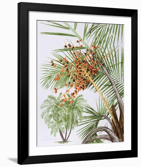 Pheonix Palm-Marion Sheehan-Framed Collectable Print