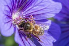 European Honey Bee (Apis Mellifera) Feeding On Flower (Geranium Sp). Monmouthshire, Wales, UK-Phil Savoie-Framed Photographic Print