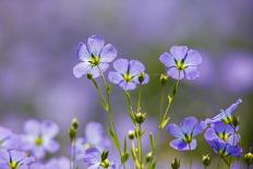 Flax flowers Monmouthshire, Wales, UK-Phil Savoie-Framed Photographic Print