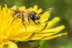 European Honey Bee (Apis Mellifera) Feeding On Flower (Geranium Sp). Monmouthshire, Wales, UK-Phil Savoie-Mounted Photographic Print