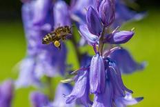 European Honey Bee (Apis Mellifera) Feeding On Flower (Geranium Sp). Monmouthshire, Wales, UK-Phil Savoie-Framed Photographic Print