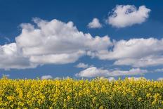 Honeybee flying to Bluebell flowers, Wales, UK-Phil Savoie-Photographic Print