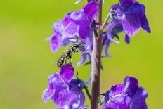 Smeathman's furrow bee visiting Purple Toadflax, UK-Phil Savoie-Photographic Print