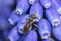 Little nomad bee covered in Dandelion pollen, Wales, UK-Phil Savoie-Photographic Print