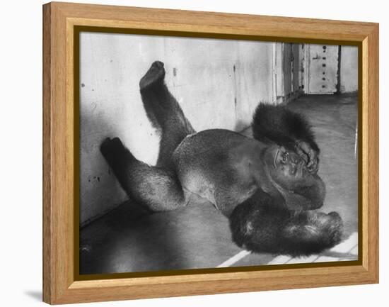 Phil the Gorilla Sleeping on His Back at the St. Louis Zoo-Wallace Kirkland-Framed Premier Image Canvas