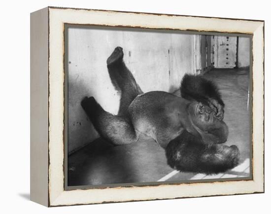 Phil the Gorilla Sleeping on His Back at the St. Louis Zoo-Wallace Kirkland-Framed Premier Image Canvas