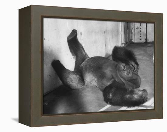 Phil the Gorilla Sleeping on His Back at the St. Louis Zoo-Wallace Kirkland-Framed Premier Image Canvas