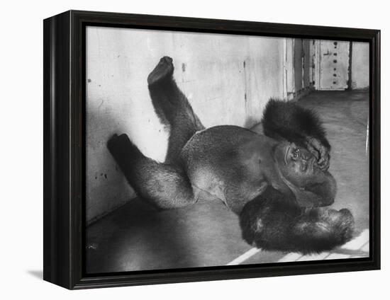 Phil the Gorilla Sleeping on His Back at the St. Louis Zoo-Wallace Kirkland-Framed Premier Image Canvas