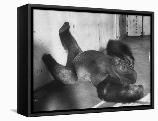 Phil the Gorilla Sleeping on His Back at the St. Louis Zoo-Wallace Kirkland-Framed Premier Image Canvas