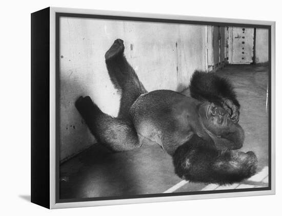 Phil the Gorilla Sleeping on His Back at the St. Louis Zoo-Wallace Kirkland-Framed Premier Image Canvas