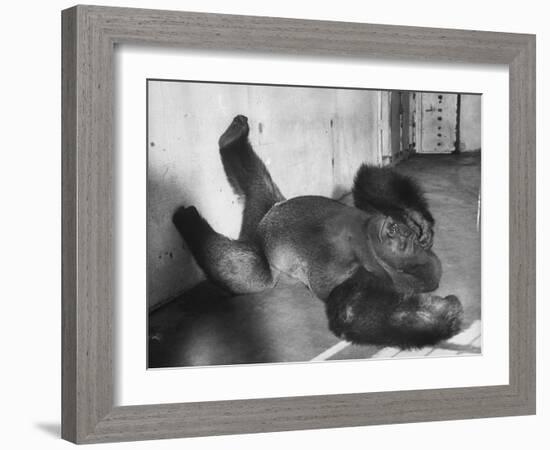 Phil the Gorilla Sleeping on His Back at the St. Louis Zoo-Wallace Kirkland-Framed Photographic Print