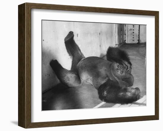 Phil the Gorilla Sleeping on His Back at the St. Louis Zoo-Wallace Kirkland-Framed Photographic Print