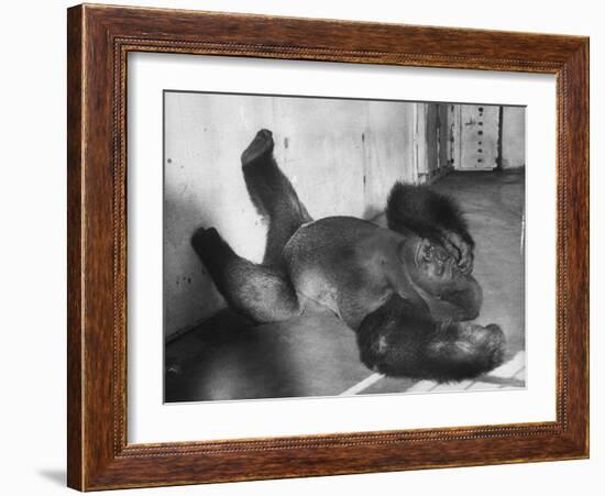 Phil the Gorilla Sleeping on His Back at the St. Louis Zoo-Wallace Kirkland-Framed Photographic Print