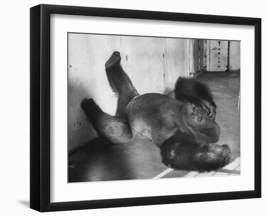 Phil the Gorilla Sleeping on His Back at the St. Louis Zoo-Wallace Kirkland-Framed Photographic Print