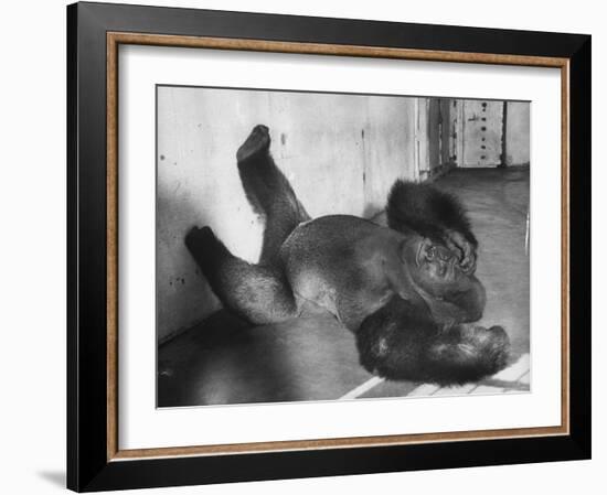 Phil the Gorilla Sleeping on His Back at the St. Louis Zoo-Wallace Kirkland-Framed Photographic Print