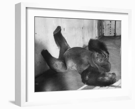 Phil the Gorilla Sleeping on His Back at the St. Louis Zoo-Wallace Kirkland-Framed Photographic Print