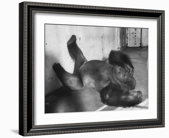 Phil the Gorilla Sleeping on His Back at the St. Louis Zoo-Wallace Kirkland-Framed Photographic Print