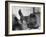 Phil the Gorilla Sleeping on His Back at the St. Louis Zoo-Wallace Kirkland-Framed Photographic Print