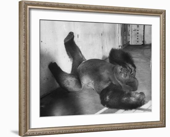 Phil the Gorilla Sleeping on His Back at the St. Louis Zoo-Wallace Kirkland-Framed Photographic Print