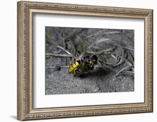 Philanthus Triangulum (European Beewolf, Bee Killer) - Flying with its Prey-Paul Starosta-Framed Photographic Print