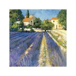 Late Afternoon, Lavender Fields-Philip Craig-Stretched Canvas