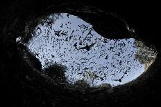 Mexican Free-Tailed Bats (Tadarida Brasiliensis)-Philip Dalton-Framed Premier Image Canvas