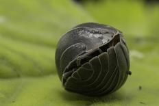 Pill Woodlouse (Armadillidium Vulgare) Rolled Up On In Defenisve Ball-Philip Dalton-Mounted Photographic Print