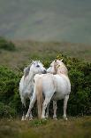 A Pair of Welsh Mountain Ponies Greet Each Other in the Welsh Country Side-Philip Ellard-Photographic Print