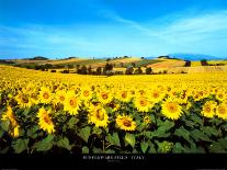 Sunflowers Field, Umbria-Philip Enticknap-Mounted Art Print