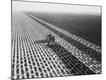 Premium Photographic Print