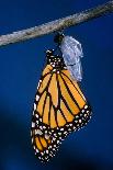 Monarch Butterfly Emerging from Cocoon-Philip Gendreau-Photographic Print