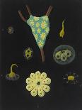 Campanularia Volubilis: Hydrozoan-Philip Henry Gosse-Giclee Print