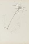 Campanularia Volubilis: Hydrozoan-Philip Henry Gosse-Giclee Print