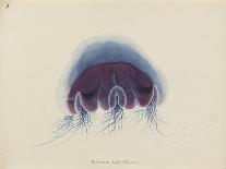 Jellyfish-Philip Henry Gosse-Giclee Print