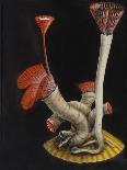 Turris Neglecta: Hydrozoan-Philip Henry Gosse-Giclee Print