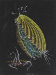 Cyanea Capillata: Lion's Mane Jellyfish-Philip Henry Gosse-Giclee Print