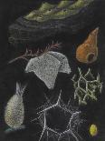 Anemone-Philip Henry Gosse-Giclee Print