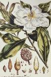 Magnolia, Figures of the Most Beautiful, Useful and Uncommon Plants, c.1757-Philip Miller-Framed Giclee Print