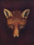 'Renard the Fox', c1800, (1922)-Philip Reinagle-Framed Giclee Print